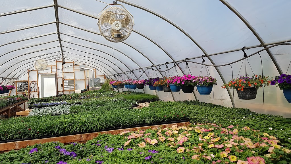 Broderick Garden Centre | 420 Saskatchewan Ave E, Outlook, SK S0L 2N0, Canada | Phone: (306) 867-8999