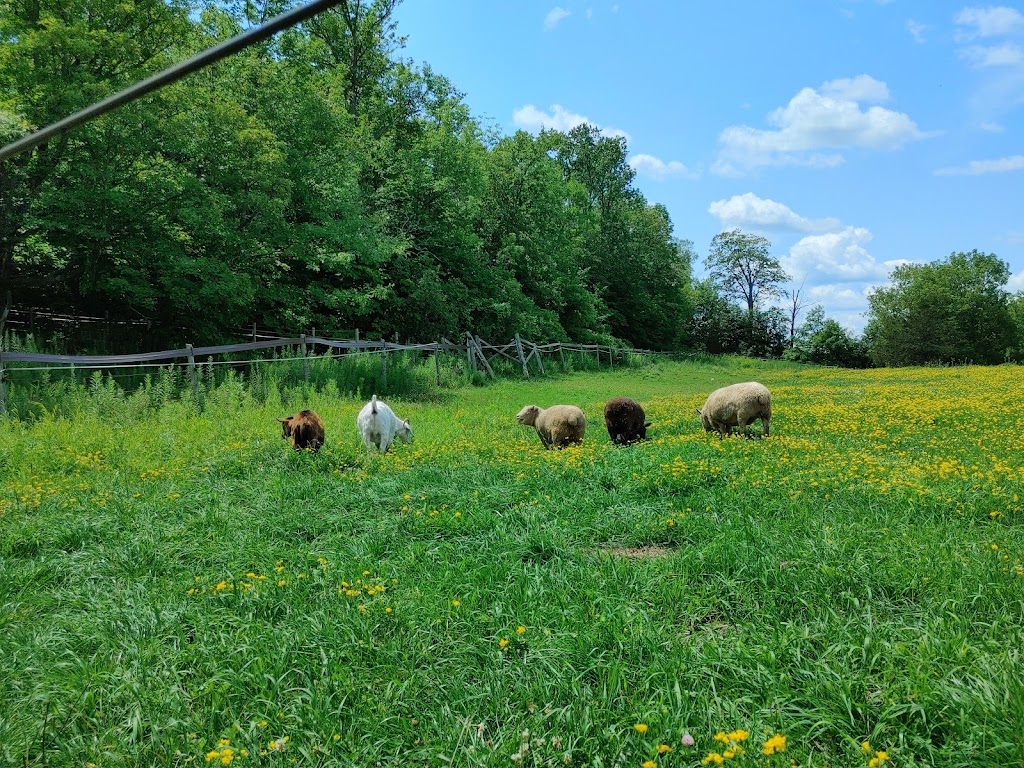 PROMISED LAND ANIMAL SANCTUARY | 1969 Burnbrae Rd E, Campbellford, ON K0L 1L0, Canada | Phone: (705) 977-6897