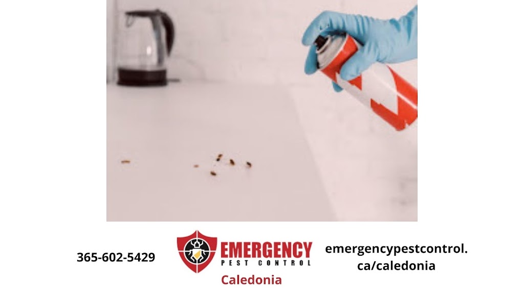 Caledonia Emergency Pest Control | 43 Arnold Marshall Blvd, Caledonia, ON N3W 0B3, Canada | Phone: (907) 781-7520