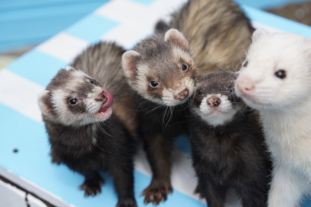 Pampered Pals Pet Care | 44 Evergreen Crescent, Wasaga Beach, ON L9Z 1B6, Canada | Phone: (705) 795-8523