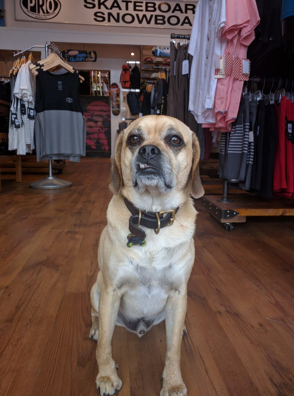 Pro Skateboards & Snowboards | 6451 Quinpool Rd, Halifax, NS B3L 1B1, Canada | Phone: (902) 429-6788