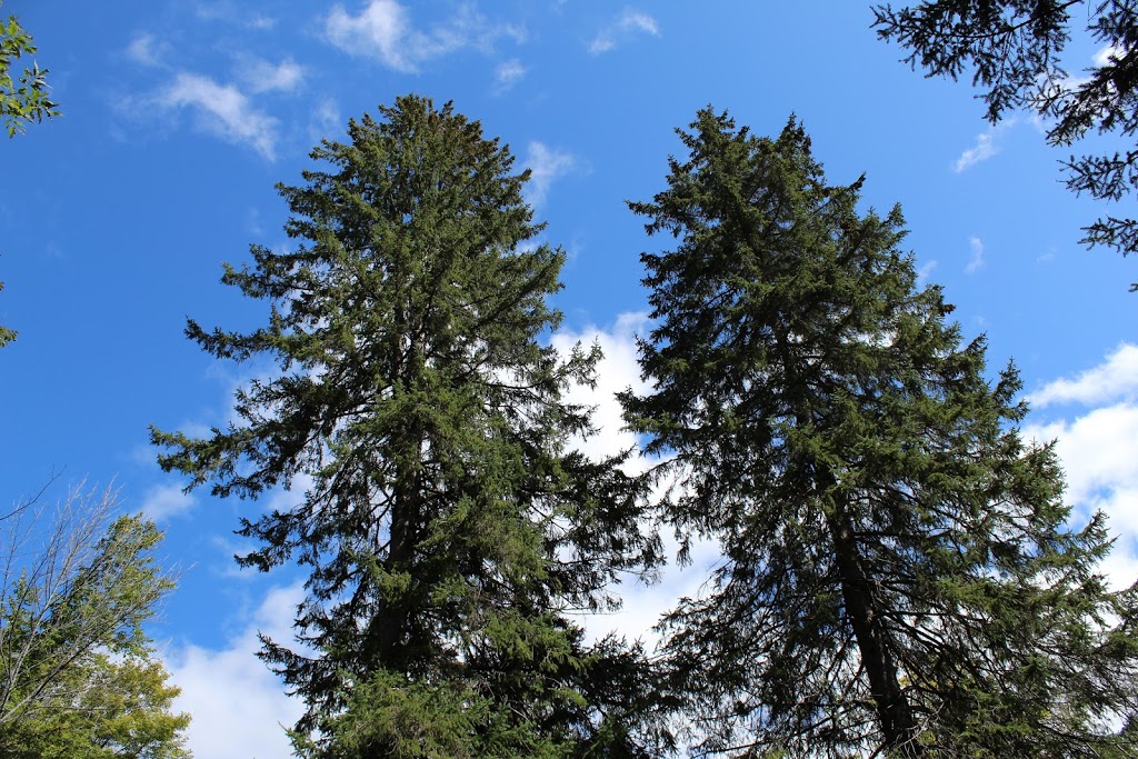 Sugarbush Trail | 33 Chemin Scott, Chelsea, QC J9B 1R5, Canada