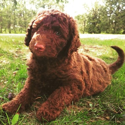 Ponsonby Poodle Doodles | 5941 Wellington Rd 7, Guelph, ON N1H 6J2, Canada | Phone: (519) 830-4334
