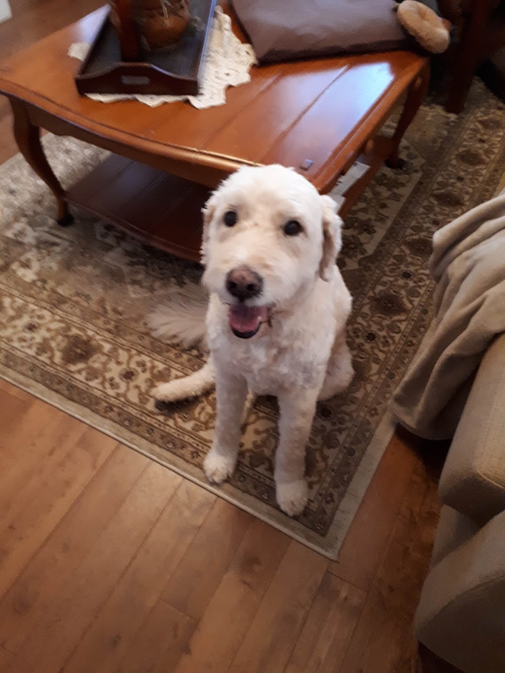 Cornwall Veterinary Clinic | 584 Main St, Cornwall, PE C0A 1H0, Canada | Phone: (902) 368-8374