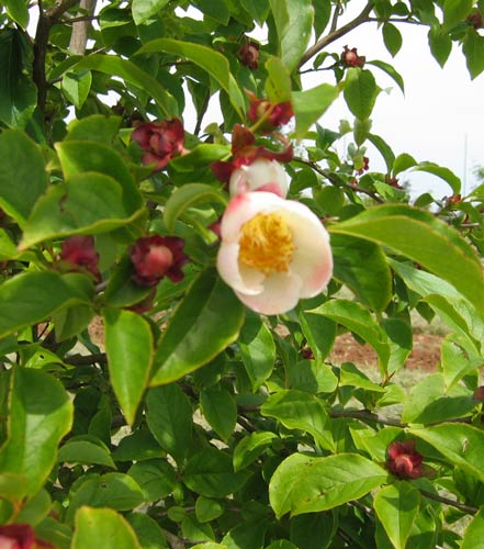 Yesterdays Garden | 401328 Grey County Rd 4, Hanover, ON N4N 3B8, Canada | Phone: (519) 364-5393