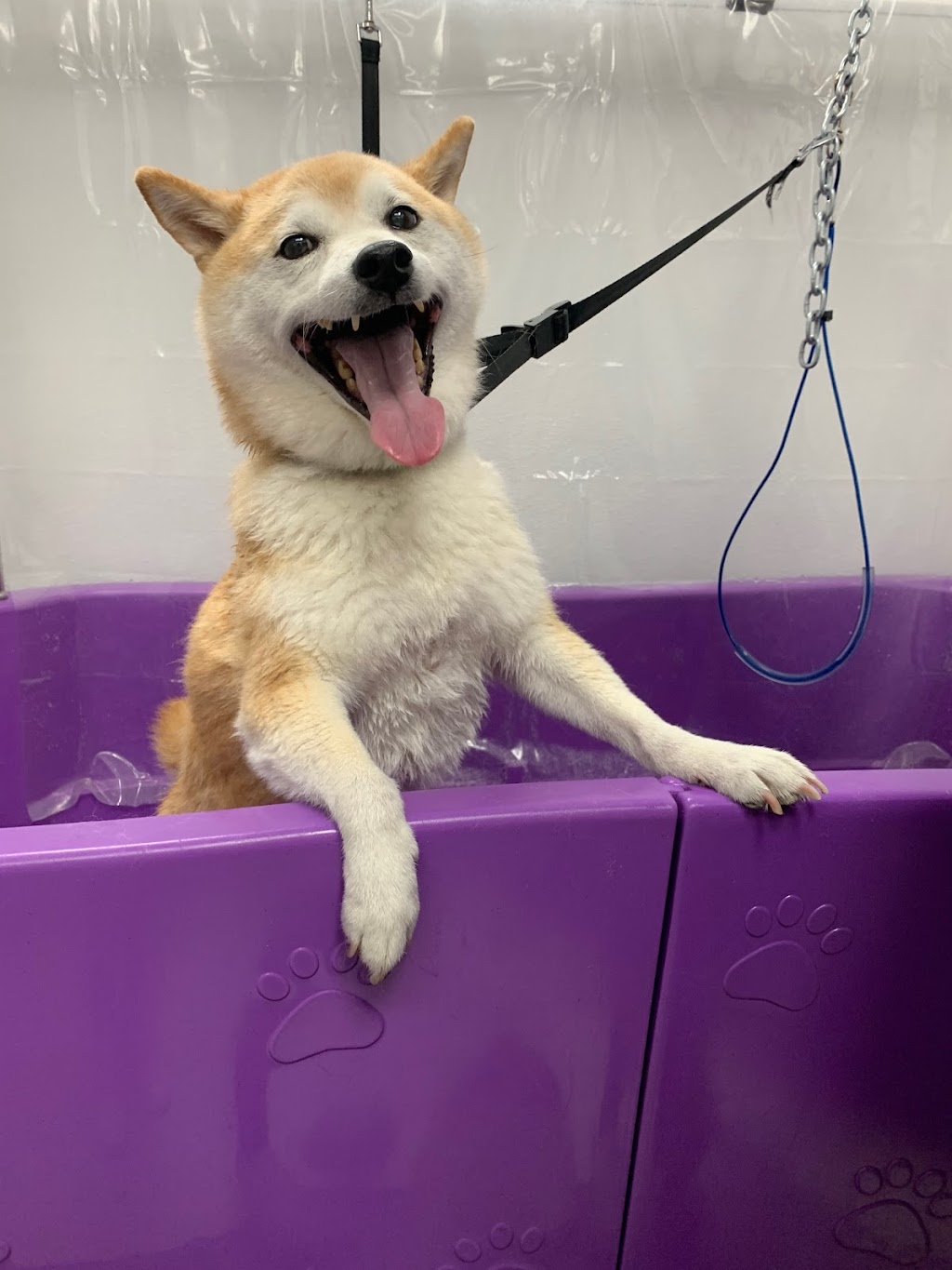 Paws 4 Tub Time Dog Wash Ltd. | 12717 50 St NW, Edmonton, AB T5A 4L8, Canada | Phone: (587) 881-8000