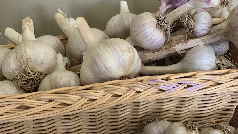 Count Von Garlic | 52 Church St W, Burgessville, ON N0J 1C0, Canada | Phone: (226) 747-6559