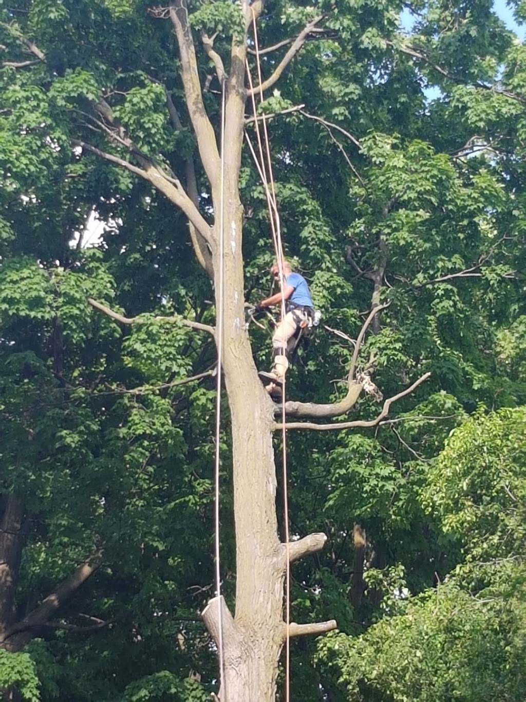 Caledon Tree Services | 750 Mt St Louis Rd E, Coldwater, ON L0K 1E0, Canada | Phone: (647) 965-5721