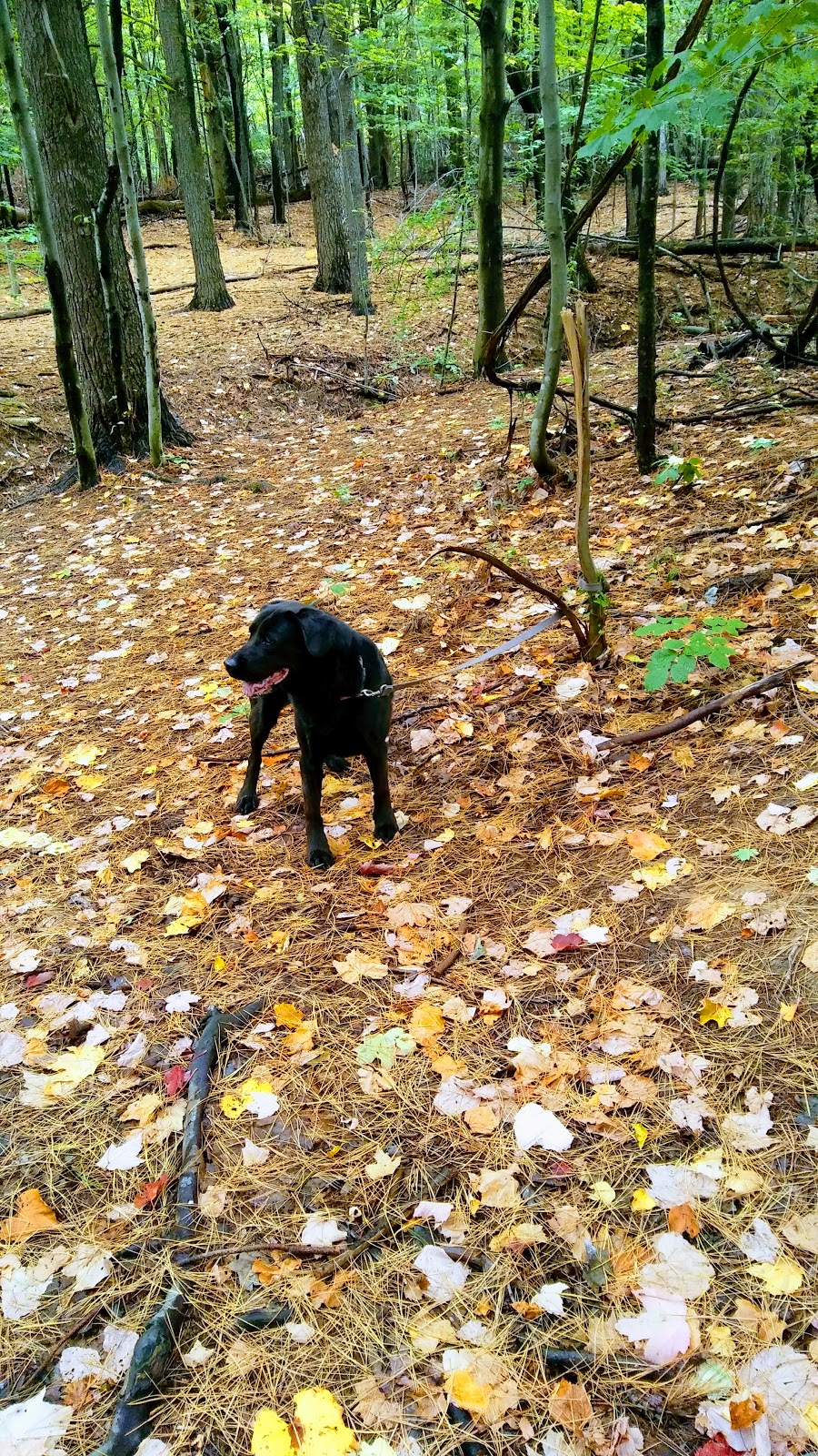 Hamburg Dog Park | Hamburg, NY 14075, USA