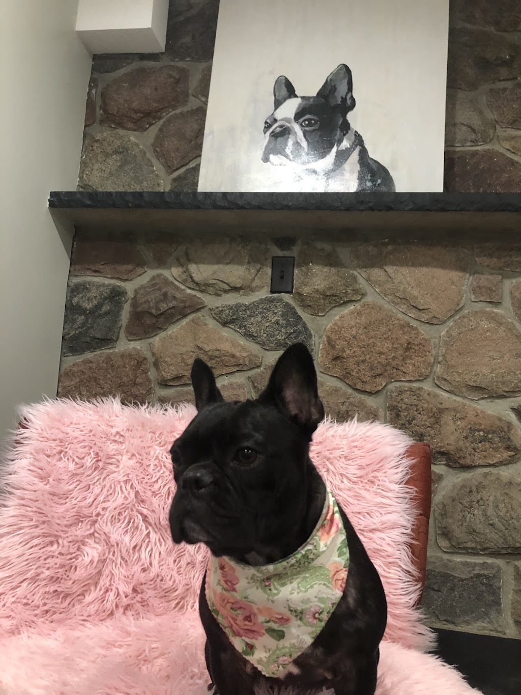 Brooklyn Heights Grooming | 1057 King St E, Oshawa, ON L1H 1H6, Canada | Phone: (647) 938-9013
