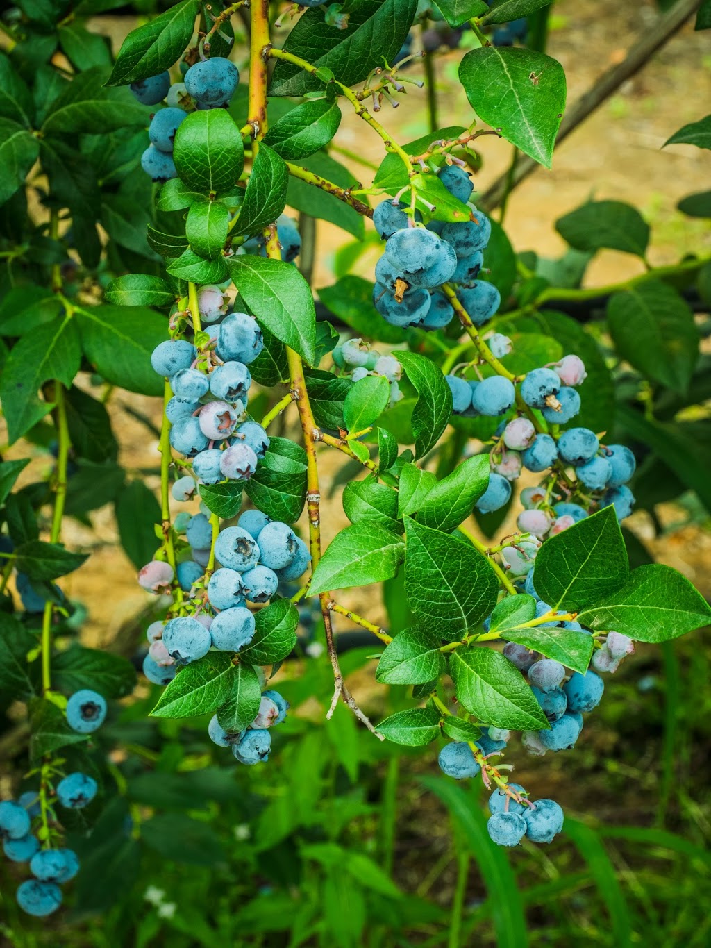Bumbleberry Farms | 31580 Huntingdon Rd, Abbotsford, BC V2T 6B8, Canada | Phone: (604) 835-3416