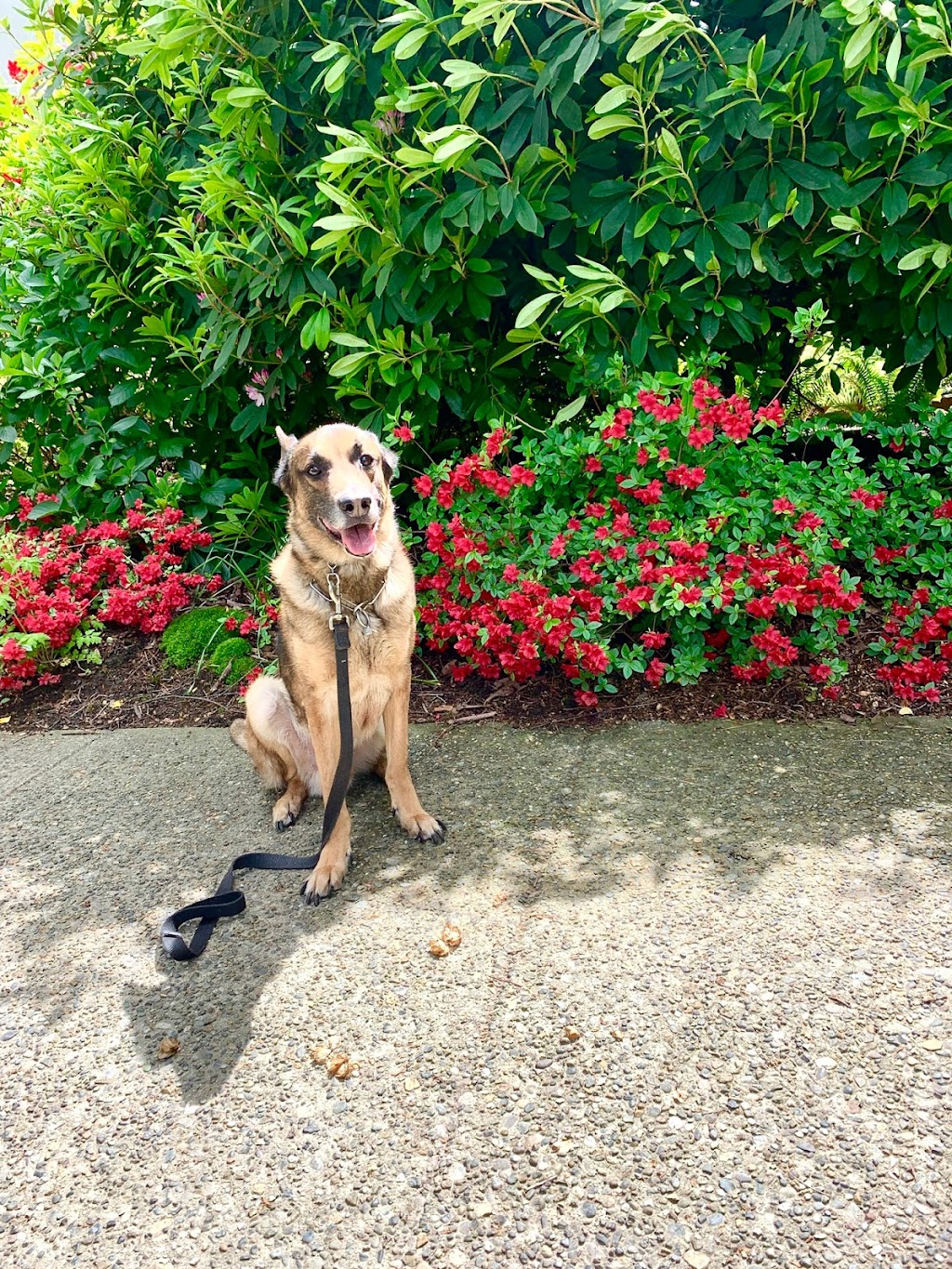 K9 Friends Dog Daycare | 19345 76 Ave, Surrey, BC V4N 6C6, Canada | Phone: (604) 763-8644