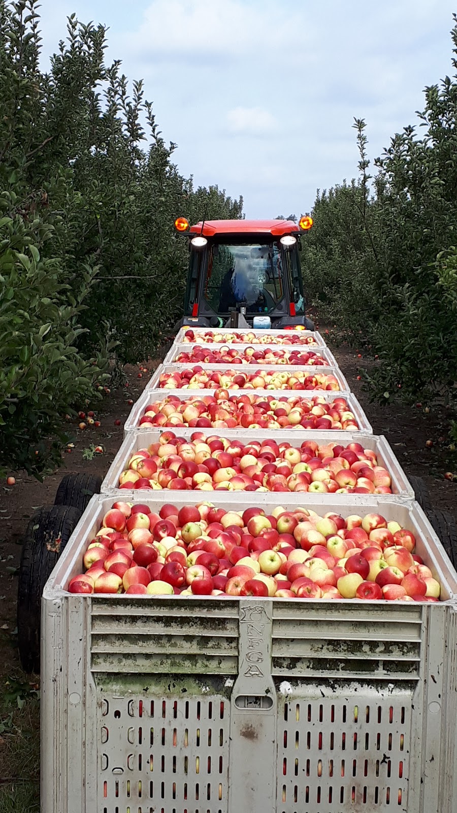 Schuyler Farms Limited | 383 Concession 14 Townsend, Simcoe, ON N3Y 4K3, Canada | Phone: (519) 426-5784