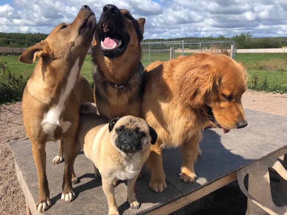 Canine Station (Jenns Doggie Daycare) | 228 Old Halifax Rd, Brookfield, NS B0N 1C0, Canada | Phone: (902) 956-1771