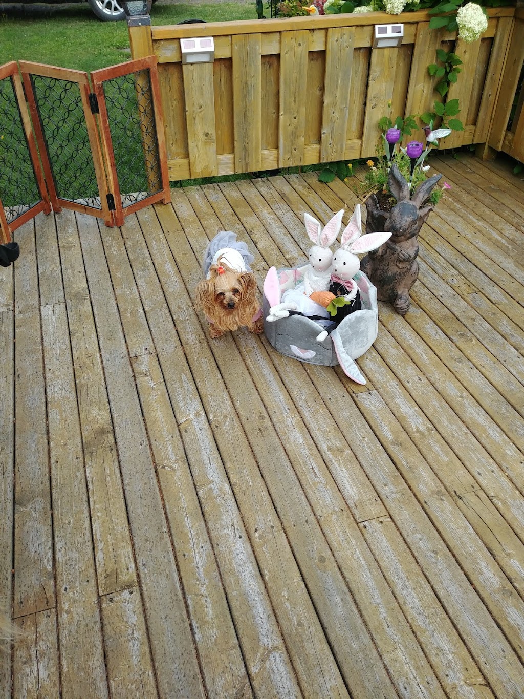 Doggie Groomer And Pet Supplies | 970 Ohio Service Rd, Boudreau-Ouest, NB E4P 6N5, Canada | Phone: (506) 532-5063
