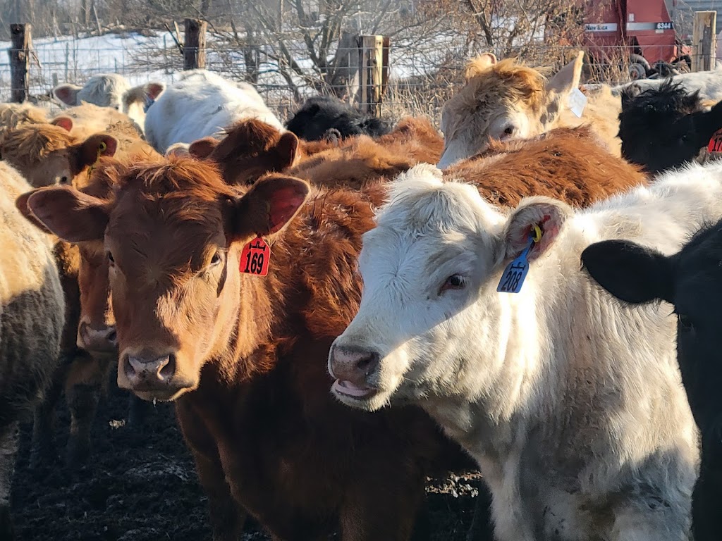 Homestead Farm Products | 15356 ON-62, Madoc, ON K0K 2K0, Canada | Phone: (613) 968-1554
