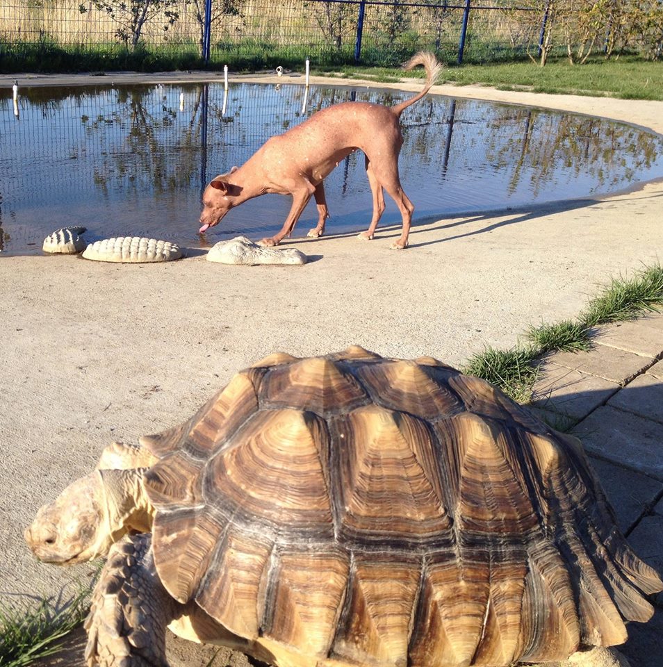The Tortoise & The Hairless Pet Services | 34519 Lougheed Hwy #7, Mission, BC V2V 6N7, Canada | Phone: (604) 703-3248
