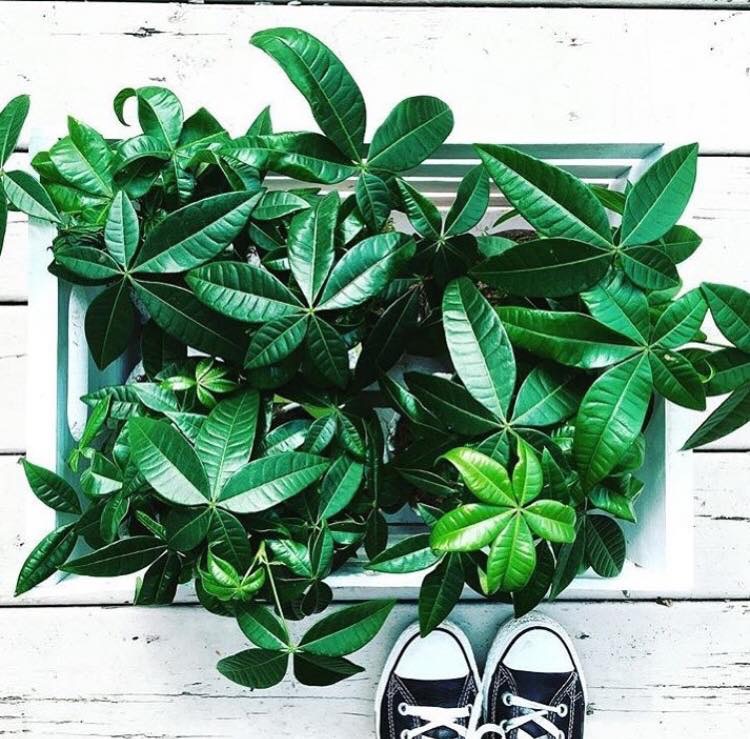 FERN TORONTO | 1596 Queen St E, Toronto, ON M4L 1G2, Canada | Phone: (647) 345-3376