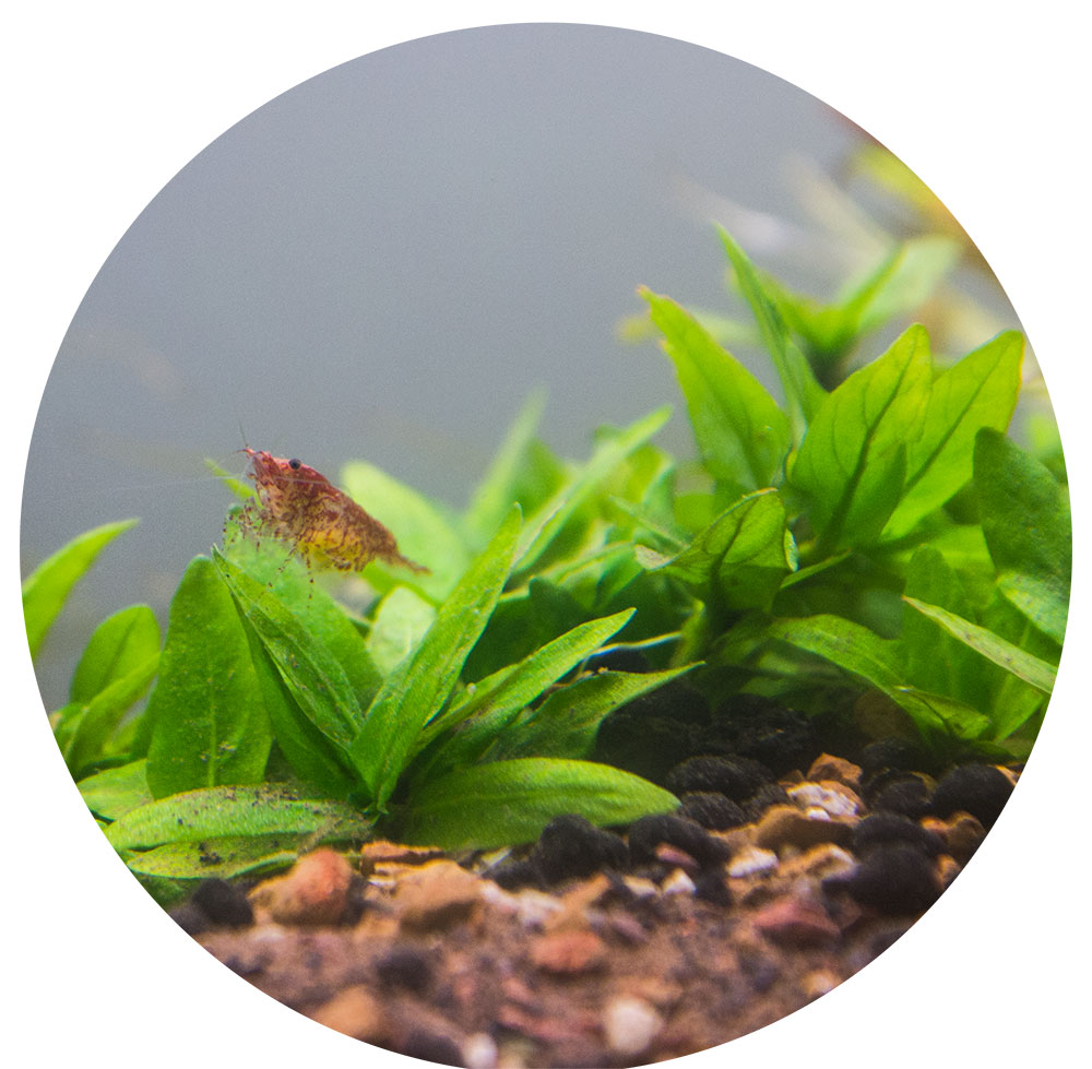 ABC Plants (Aquatic Botany Canada) | Must call in advance for any pickups, 2000 Rue Notre-Dame Est #517, Montréal, QC H2K 2N3, Canada | Phone: (866) 931-8454