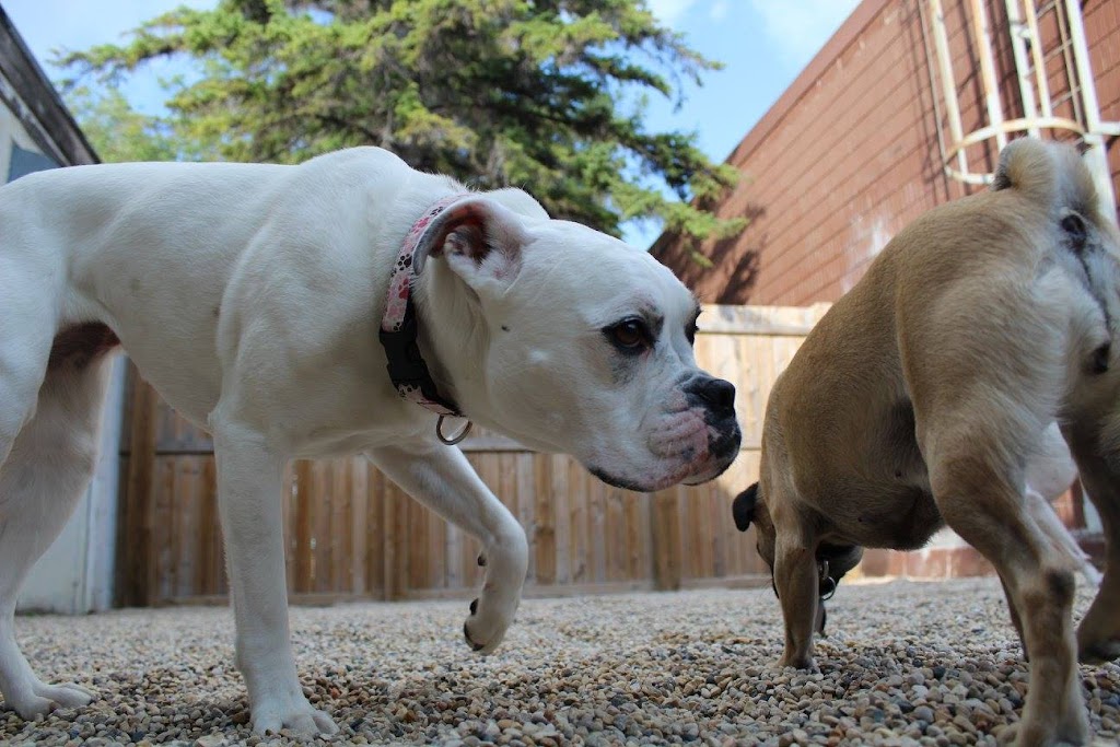 Happy Tails Pet Resort & Spa | 596 St Annes Rd, Winnipeg, MB R2M 3G7, Canada | Phone: (204) 416-7387