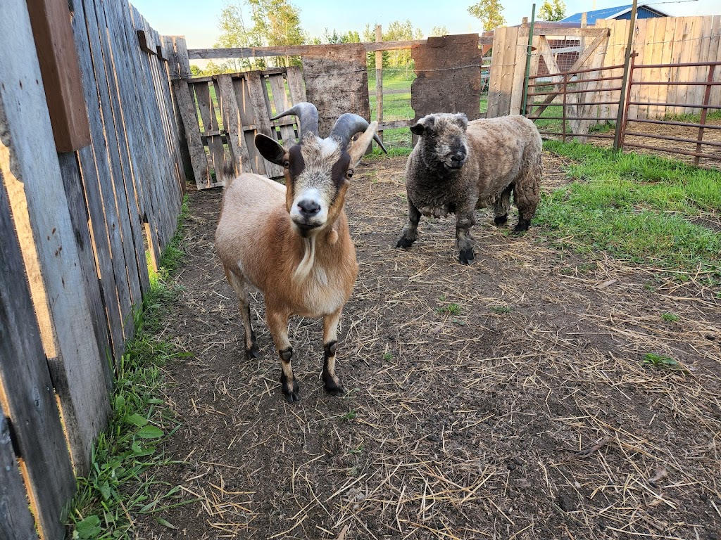 Mini Acres Ranch | Box 56, McCreary, MB R0J 1B0, Canada | Phone: (204) 647-0604