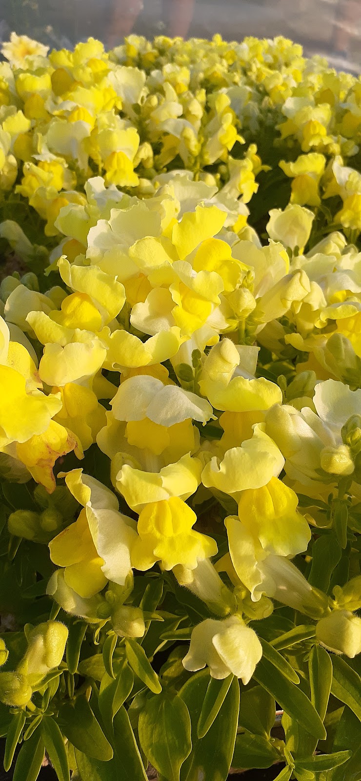 York Greenhouses & Garden Centre | 618 RTE 25, York, PE C0A 1P0, Canada | Phone: (902) 566-1503