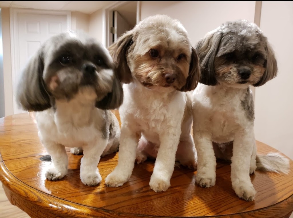 Pet Grooming | 57 Viking Rd, Winnipeg, MB R2N 4A7, Canada | Phone: (204) 951-0068