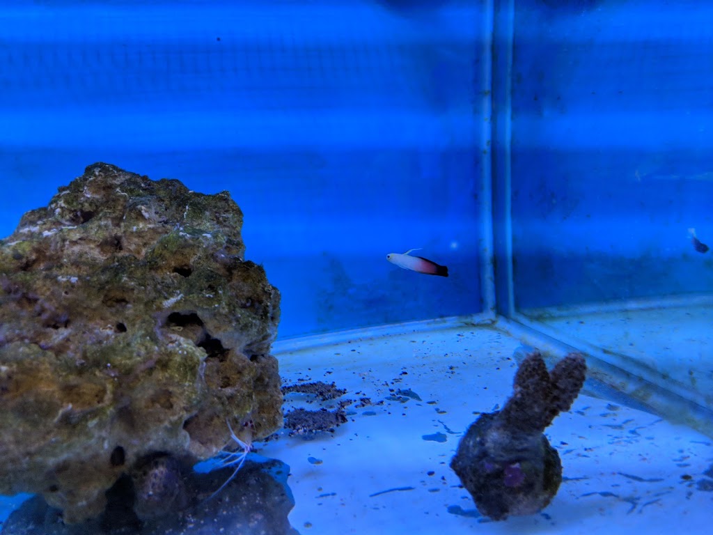 Canada Corals Inc. | 931 Brunette Ave, Coquitlam, BC V3K 6T5, Canada | Phone: (236) 313-3474