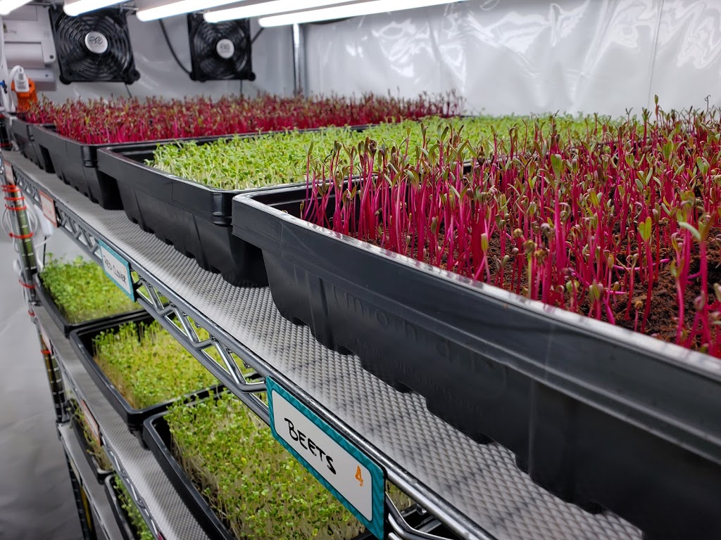 S&R Microgreens | 8 Base St, Angus, ON L0M 1B4, Canada | Phone: (705) 220-6224