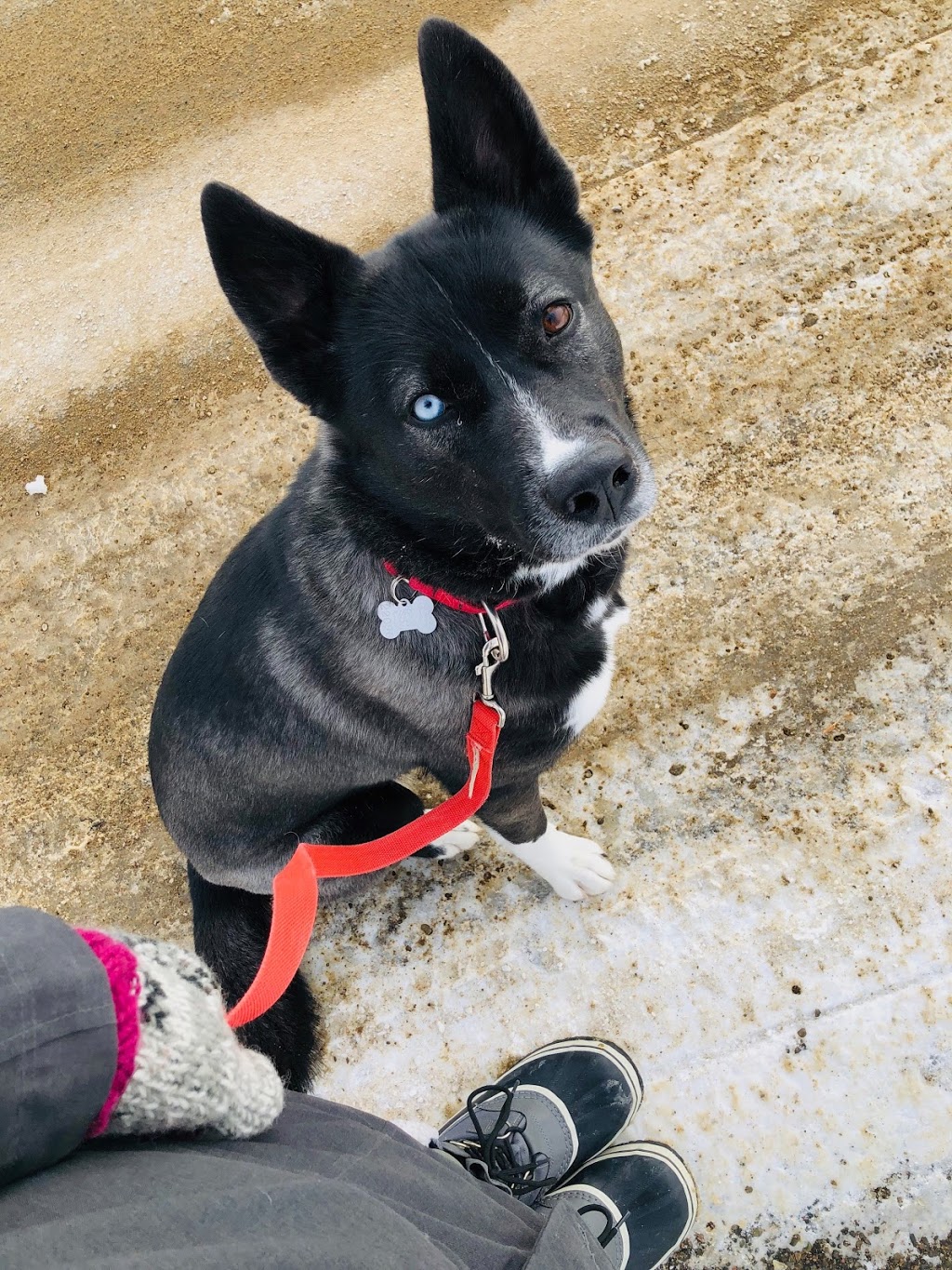 Kala, Services Canins et Équins - Éducation et Dressage - Mirabe | de, Rue De Courcelles, Mirabel, QC J7J 0B3, Canada | Phone: (450) 803-5078