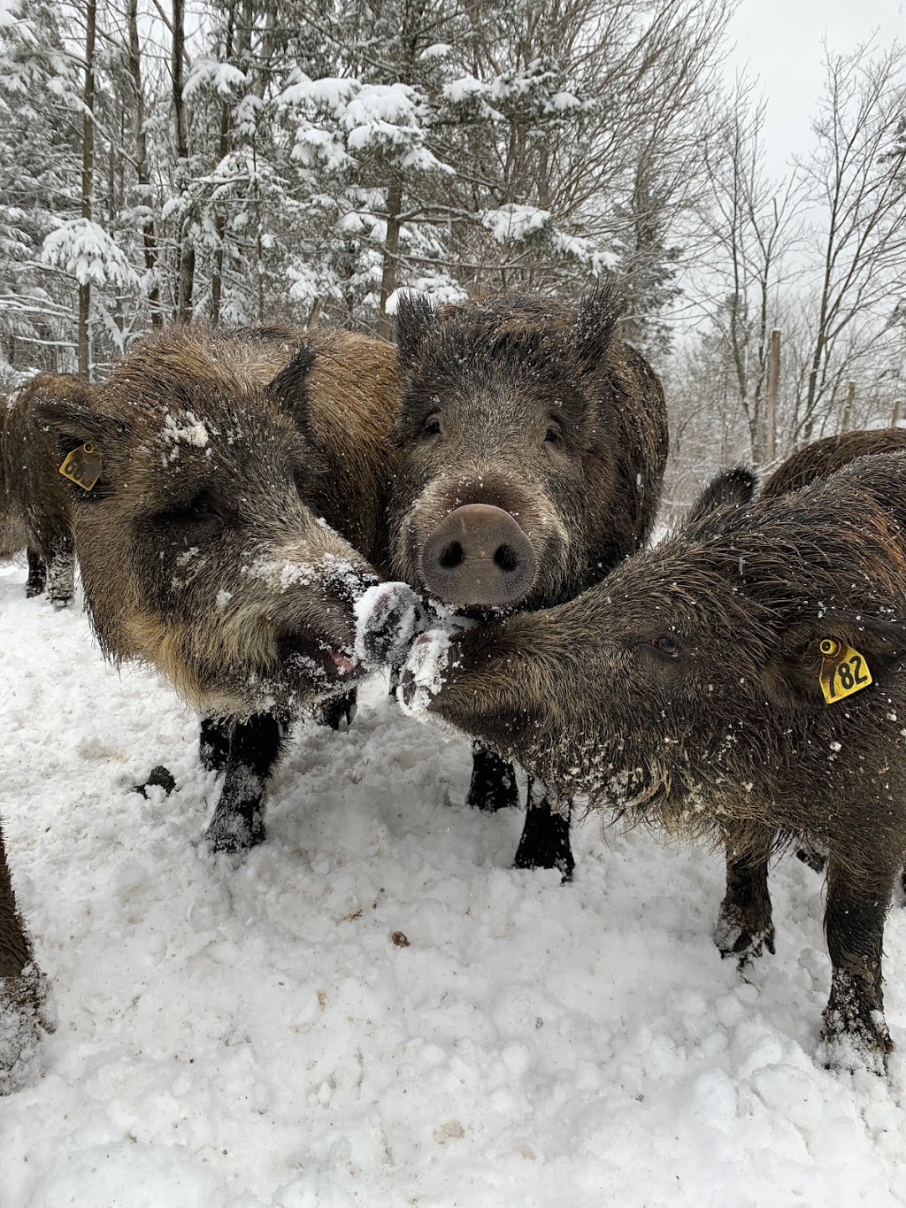 Ferme Sanglier des Bois | 440 Rang Petit Capsa, Saint-Augustin-de-Desmaures, QC G3A 1W8, Canada | Phone: (418) 878-0010