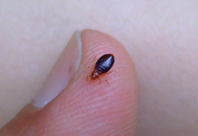 A1 Bed Bug Exterminator Scarborough | 238 Bonis Ave, Scarborough, ON M1T 3W7, Canada | Phone: (647) 492-1864