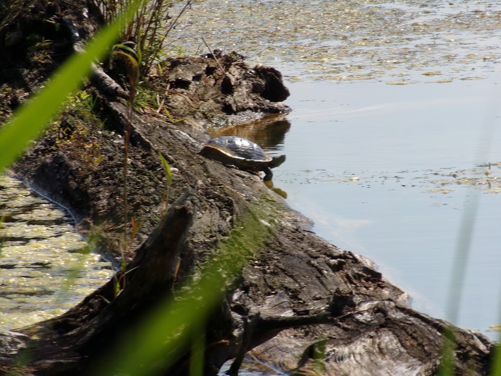 Kettlewell Pond | Fort Gratiot Twp, MI 48059, USA