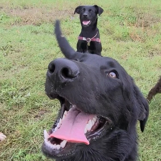 VanYs 4 Paw Paradise | 47 Rang de la Rivière-Noire S, Saint-Chrysostome, QC J0S 1R0, Canada | Phone: (438) 483-4559
