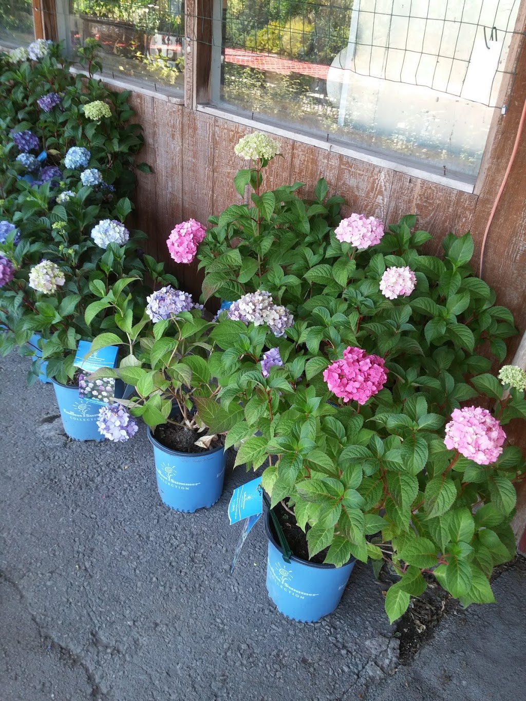 The Gardening Place Ltd | 740 Steeles Ave W, Brampton, ON L6Y 0B1, Canada