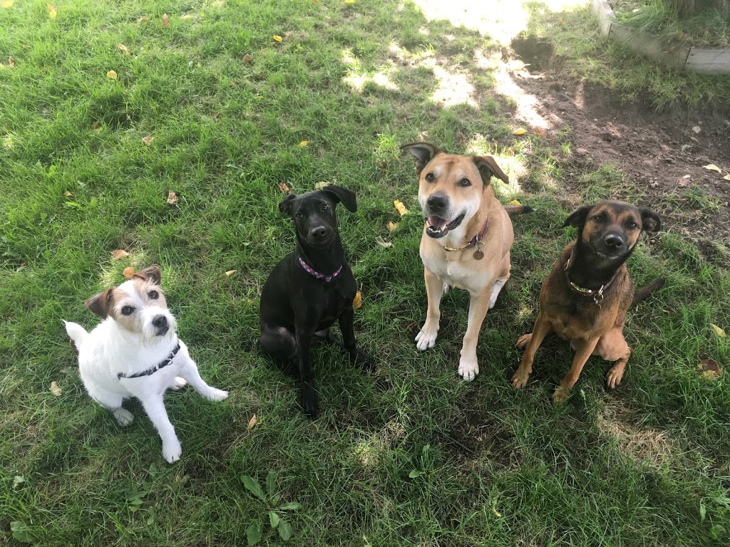 Kitty’s Dog Walking | 7600 Cottonwood Dr, Osoyoos, BC V0H 1V3, Canada | Phone: (250) 719-4677
