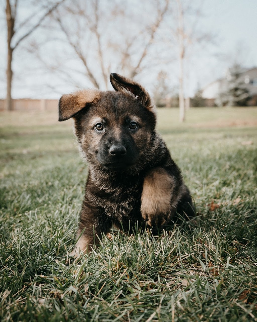 OPD-K9 German Shepherds | 1245 Beaverdale Rd, Cambridge, ON N3C 2V3, Canada | Phone: (226) 972-1720