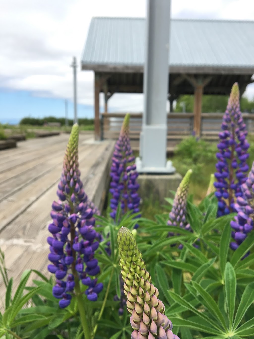 Steveston Dragon Boat Festival | 4500 Westwater Dr, Richmond, BC V7E 6S2, Canada
