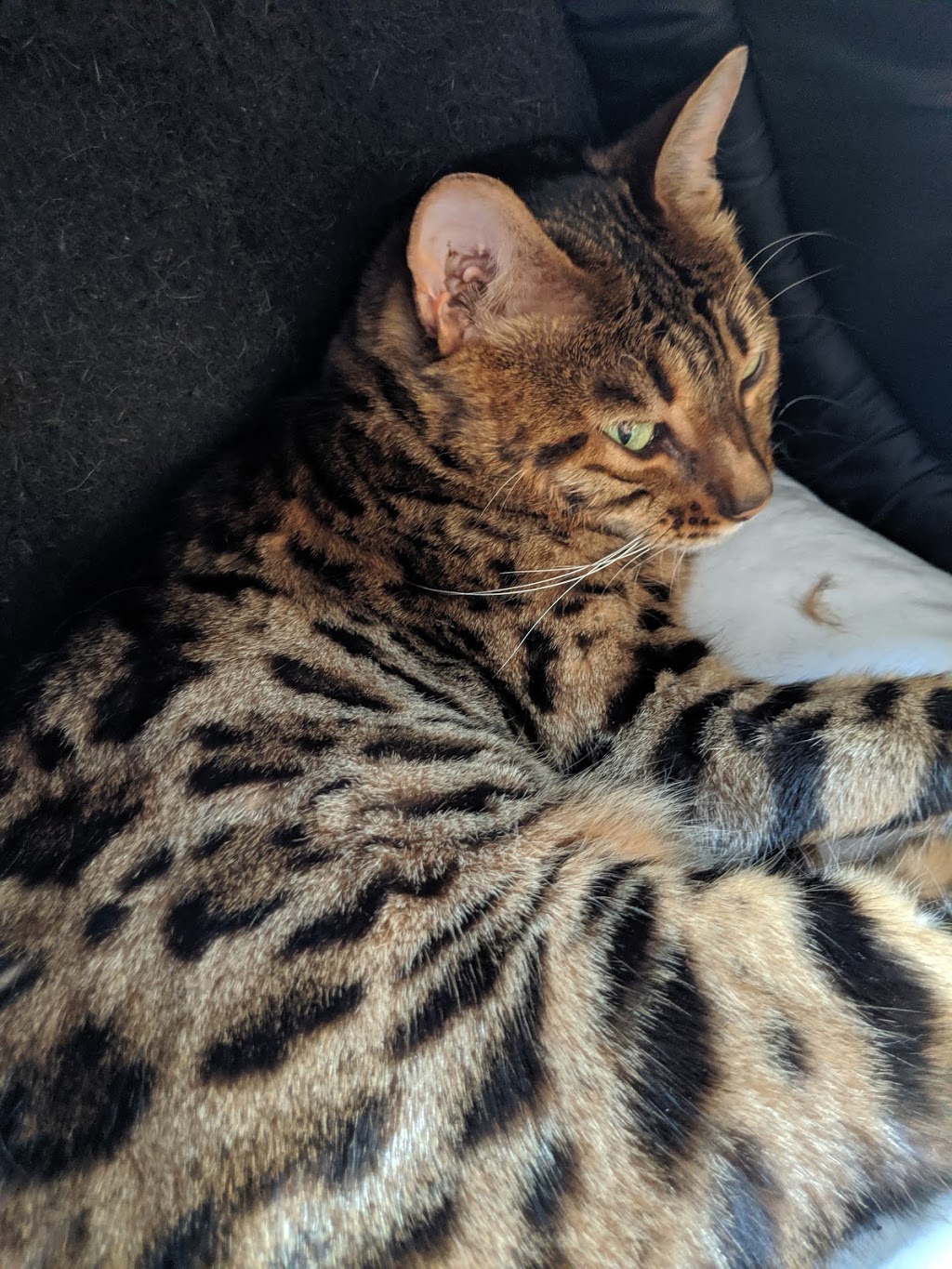 Chatterie Royal Bengal | 1245 Avenue de Dieppe, Saint-Hyacinthe, QC J2S 8M1, Canada | Phone: (450) 779-0255