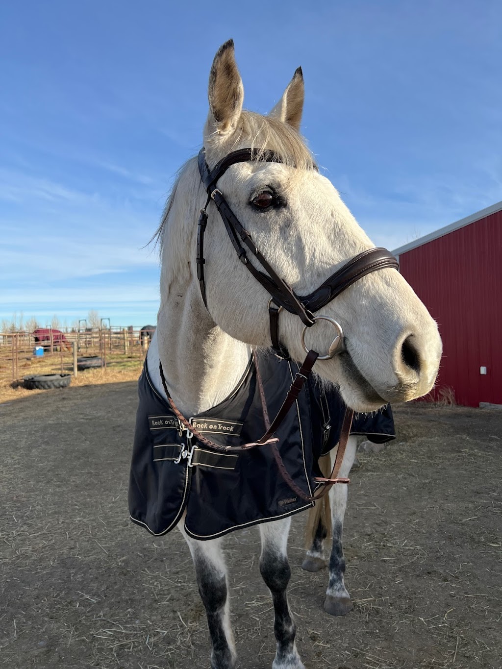 Wheatland Equestrian | 253028A, AB T1P 1K5, Canada | Phone: (403) 993-9222