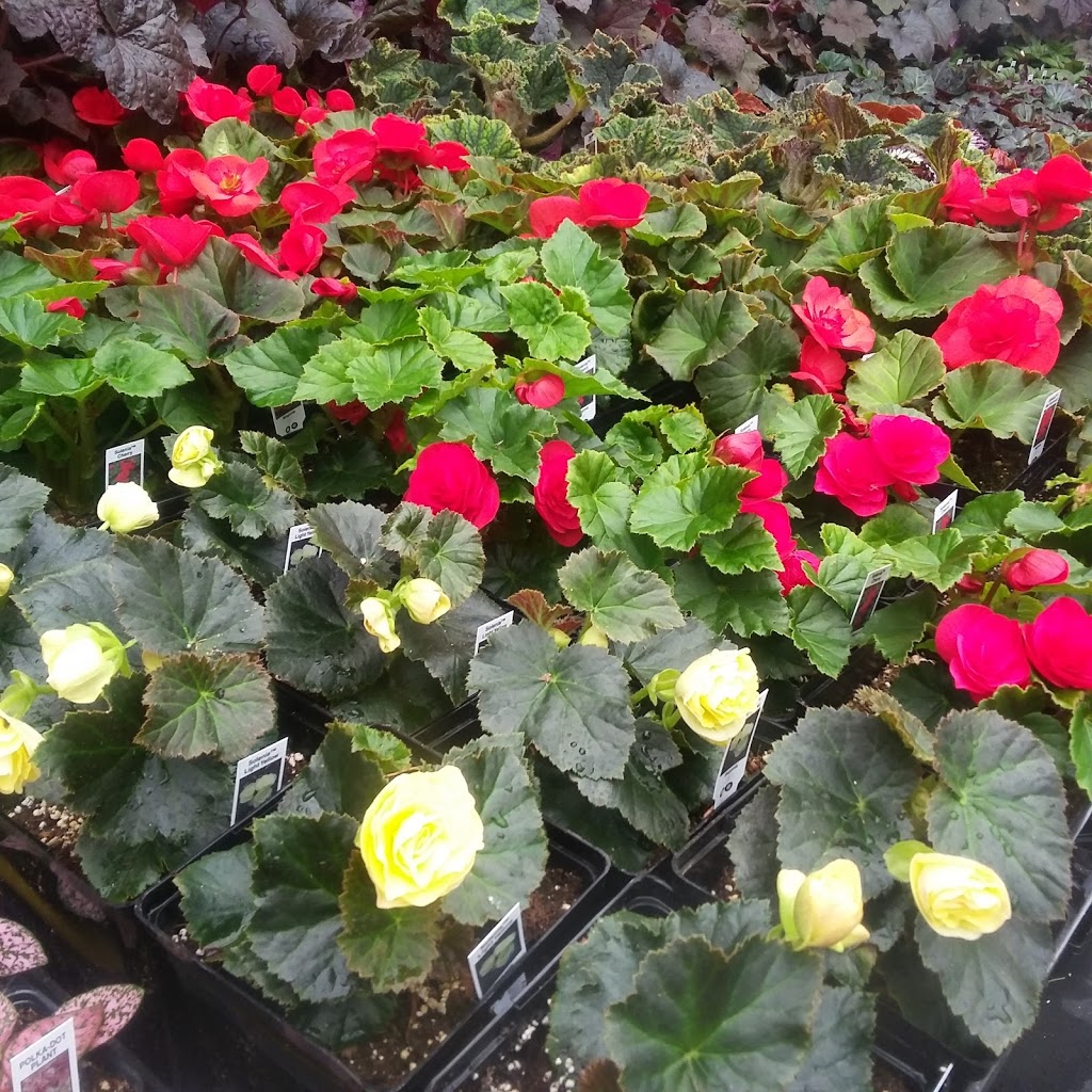 CherryLane Greenhouse and Gifts | Box 19 Site 200 Rr2, Regina, SK S4P 2Z2, Canada | Phone: (306) 535-9365