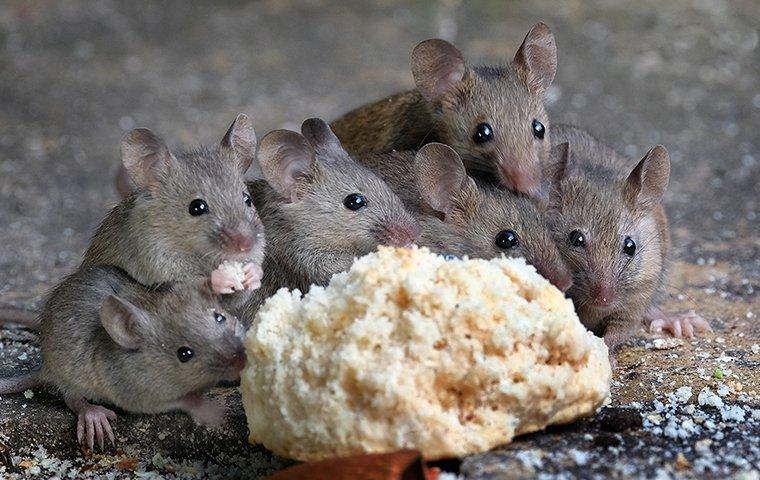 Active Pest Control Surrey/Langley | 8969 146 St, Surrey, BC V3R 3S7, Canada | Phone: (778) 695-7777