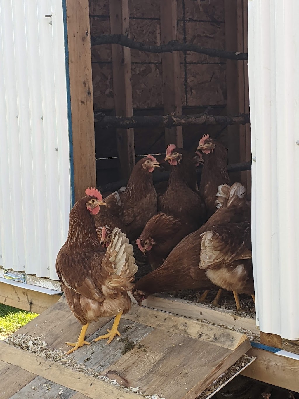 Proof Line Farm | 14247 Ilderton Rd, Ilderton, ON N0M 2A0, Canada | Phone: (519) 666-1838