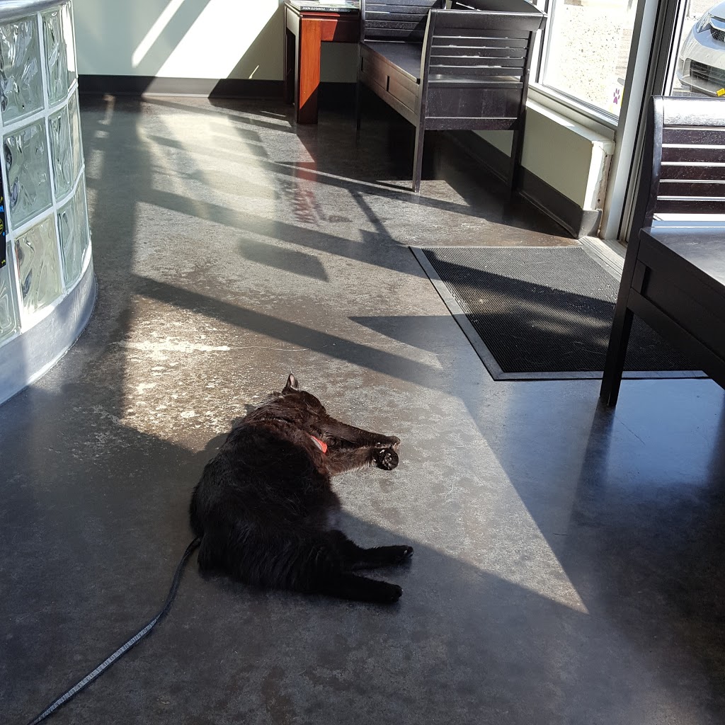 Woodridge Veterinary Clinic | 411-D Herold Ct, Saskatoon, SK S7V 0A7, Canada | Phone: (306) 244-1010