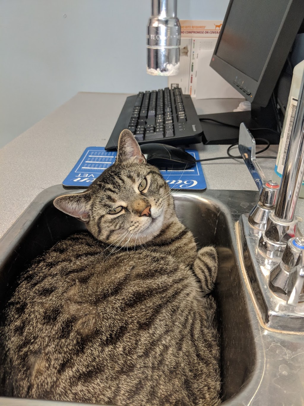 Carleton Veterinary Services | 2137 Roger Stevens Dr, North Gower, ON K0A 2T0, Canada | Phone: (613) 489-2525