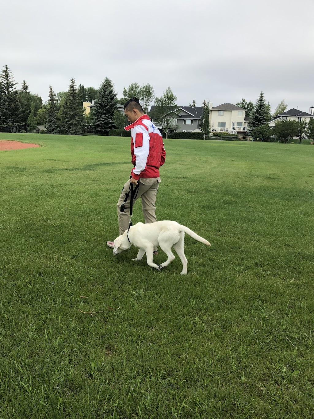 Cathys Dog daycare & Boarding | 3275 88 St SE, Calgary, AB T1X 0L5, Canada | Phone: (587) 889-3164