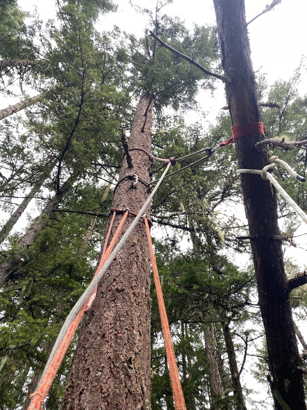 Accure Tree Service | 3484 Osprey Lookout, Nanaimo, BC V9T 4E7, Canada | Phone: (250) 713-9781