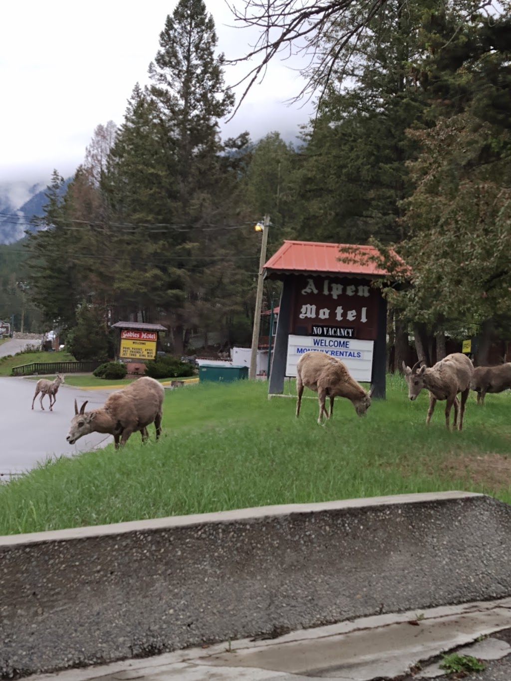 Alpen Motel | 5022 BC-93, Radium Hot Springs, BC V0A 1M0, Canada | Phone: (250) 347-9823