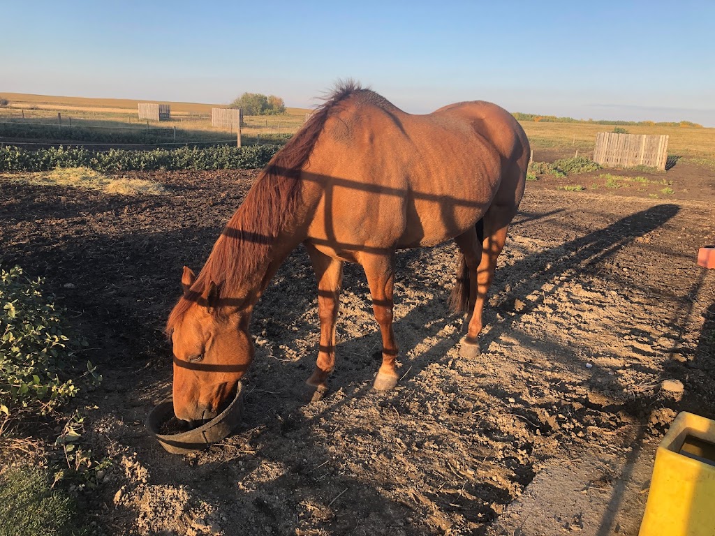 Sweetgrass Stables | 262234 Range Rd 290, Alberta T4A 0P7, Canada | Phone: (403) 226-0541