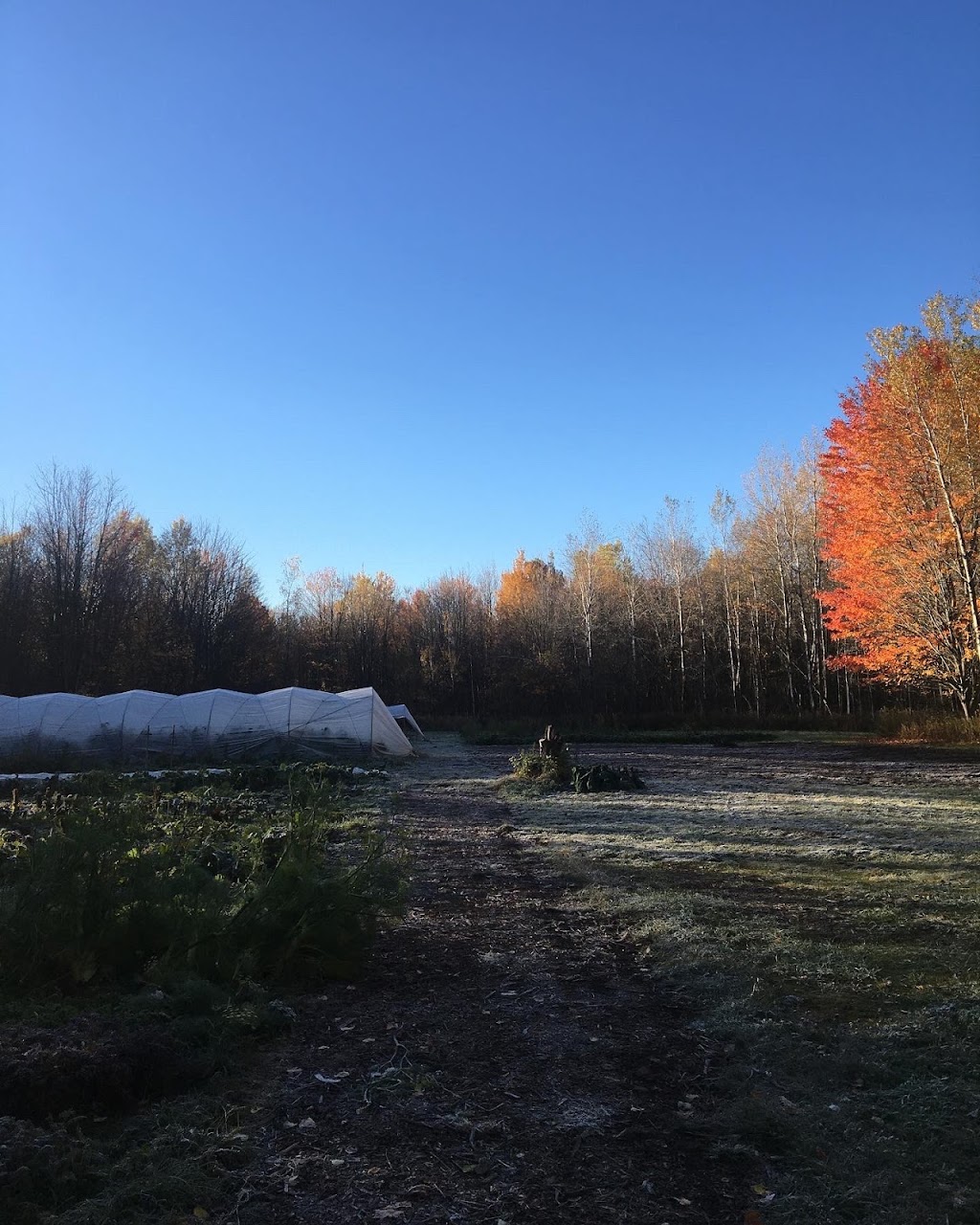 Ferme de la Canopée | 444 1e Rang E, Sainte-Cécile-de-Milton, QC J0E 2C0, Canada | Phone: (418) 818-6756